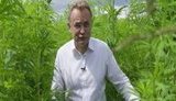 "Підтримай українське": Садовий записав ролик на конопляному полі. ВIДЕО
