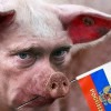 ВоваГаагский ТеррористОбыкновенный