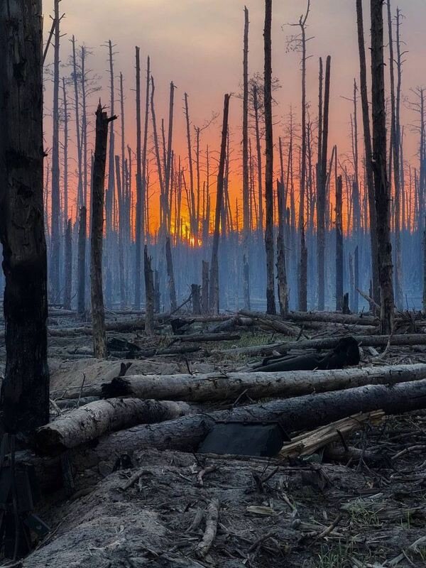 фото Серебрянського лісництва