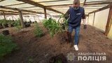 Бывшие заключенные выращивали на заброшенной ферме коноплю. ВИДЕО+ФОТОрепортаж