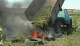 Милиция сожгла 12 миллионов кустов конопли. Владельцам плантации теперь не до смеха. ФОТОрепортаж