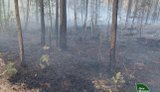 In the Rivne region, a hectare of forest was destroyed by a falling ’Shahed’