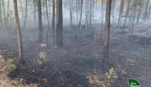Після падіння "Шахеда" вигорів гектар лісу на Рівненщині. ФОТО