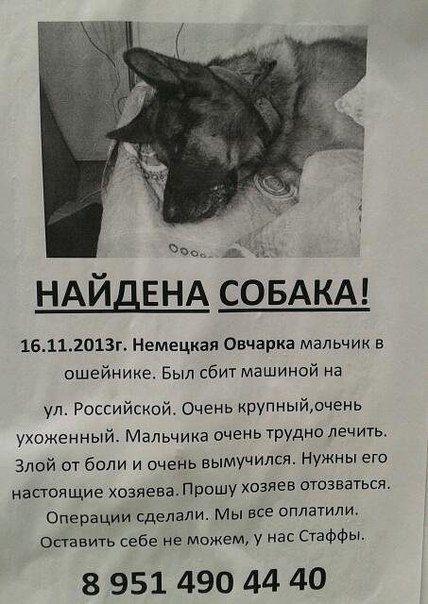 животные добро