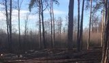 Площадь усыхания сосновых лесов достигла 350 тысяч гектаров, – Гослесагентство