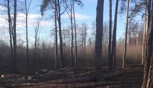 Площадь усыхания сосновых лесов достигла 350 тысяч гектаров, – Гослесагентство