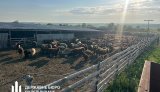 An official from the Odesa State Food and Consumer Service and a farmer are suspected of fraud involving a state programme