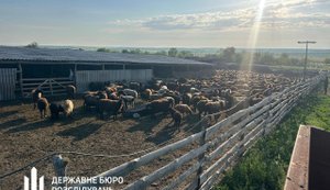 На Одещині викрили схему розкрадання 20 млн грн на дотаціях для тваринництва. ВІДЕО+ФОТОрепортаж