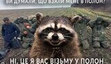 єнот