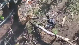 Motorcycles and light vehicles: enemy shifts assault tactics in Vovchansk direction – SBGS. VIDEO