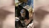 сніданок,окупанта