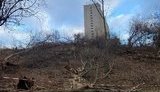 Знищені дерева біля "Олімпійського" і відголоски кримінальних 90-х: історія, де випливають Суркіси, Каха Каладзе, Черновецький і Целовальник