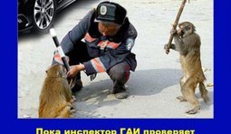 Страна непуганных идиотов