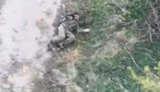 Defence forces struck and eliminated the occupier with a drone in the Pokrovsk direction
