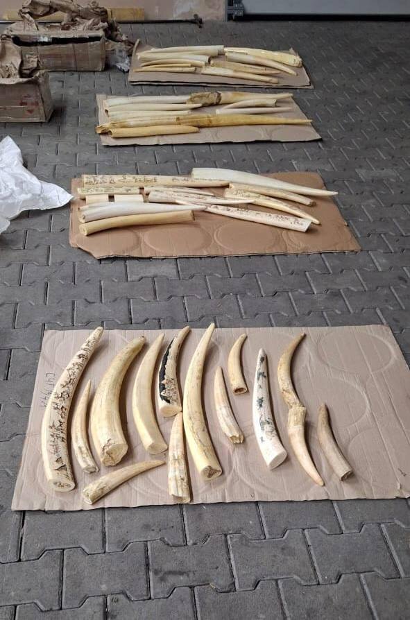Митники виявили в багажі бивні моржів