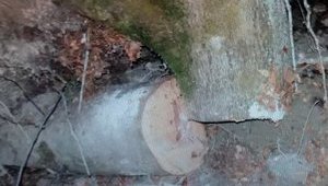 Самовольные лесорубы погибли на Харьковщине и Закарпатье, - полиция