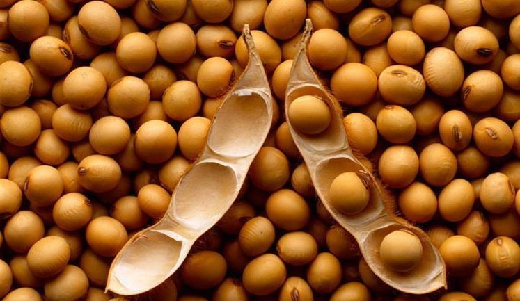 Кабмін запустив моніторинг експорту сої та ріпаку: це звільнить від мит деяких виробників