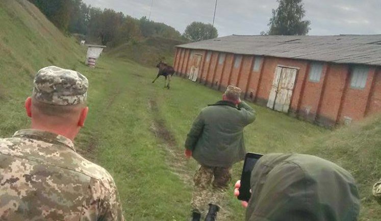 На закрытой территории арсенала на Житомирщине выпасают скот, - прокуратура. ФОТОрепортаж