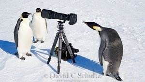 Где слова не нужны: потрясающая природа Аляски и Арктики. ФОТОрепортаж
