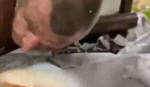 Russians chain up their fellow soldier who refused to fight and keep him in doghouse: "Do you want to eat? Eat, animal! Tomorrow you’ll go on assault, and you’ll die there, dog!". VIDEO