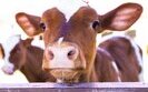 Уряд схвалив концепцію програми розвитку тваринництва до 2033 року