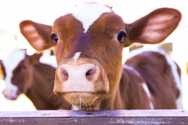 Девять производителей фермерской молочной продукции 01