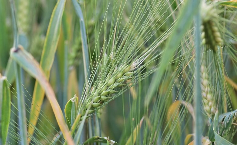 урожай озимих