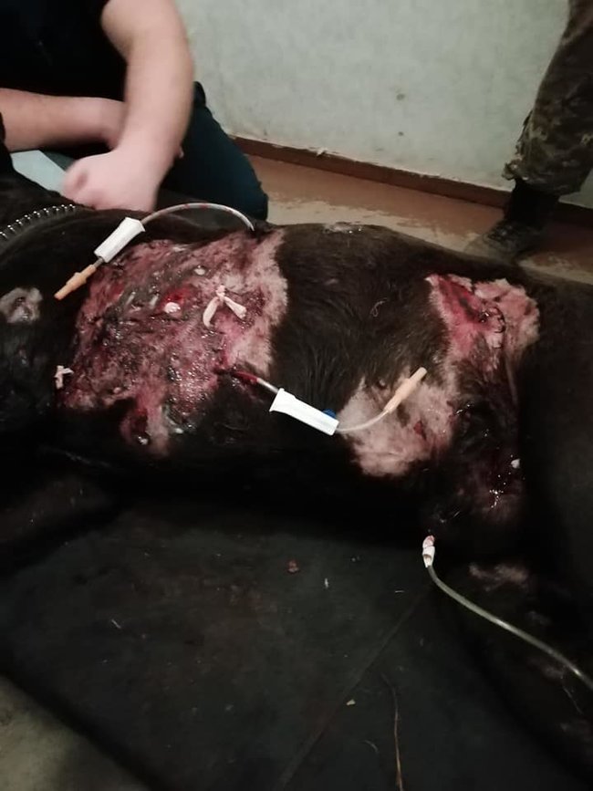 Военные врачи на Донбассе спасли тяжелораненого фронтового пса по кличке Капрал. Операция длилась 5 часов 04