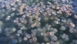В курортном Бердянске нашествие медуз. ВИДЕО