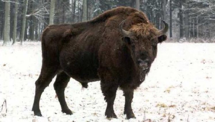 Police inhibits investigation into killing of 17 bison in Vinnytsia region, - ecologist Plyha. DOCUMENT (in Ukrainian)