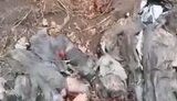Bodies of Russians lying in forest belt