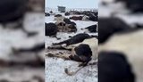 Масове знищення худоби в Росії: що відомо?