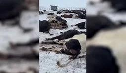 Масове знищення худоби в Росії: що відомо?
