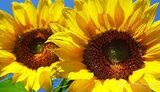 29 серпня по всій Україні приспустять прапори та о 10:00 оголосять загальнонаціональну хвилину мовчання