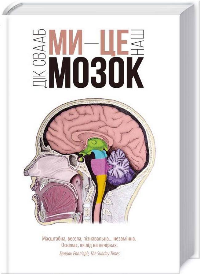 мозок