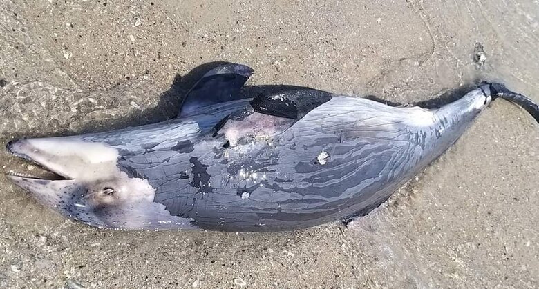 Под Одессой обнаружили четырех погибших дельфинов 02