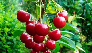 Євросоюз дозволив імпорт із України саджанців вишні