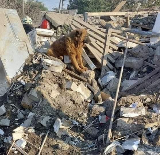 Цензор.НЕТ Изображение