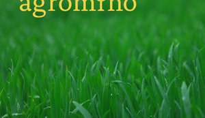 Датская Agromino нашла покупателя на аграрные активы в Николаевской области