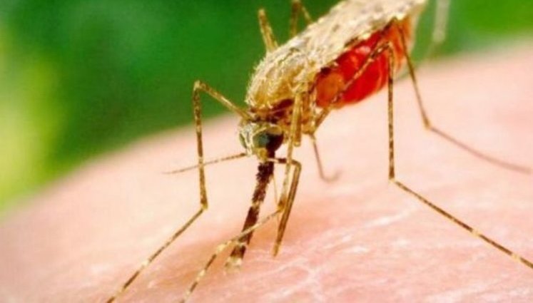 Смертельний випадок малярії зафіксовано в Харкові