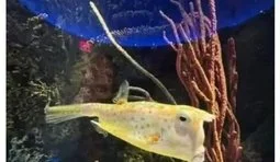 Життя глибин