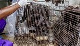 Вживання в їжу диких тварин офіційно заборонили на п