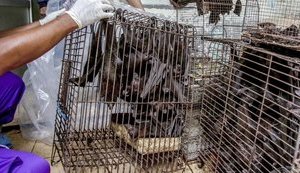 Употребление в пищу диких животных официально запретили на пять лет в китайской Ухани