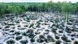 23 ділянки на Житомирщині з покладами бурштину виставлять на аукціон у системі Prozorro, - ОДА