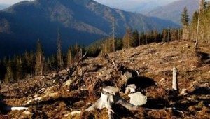 Зеленського просять зупинити екологічну катастрофу в Карпатах