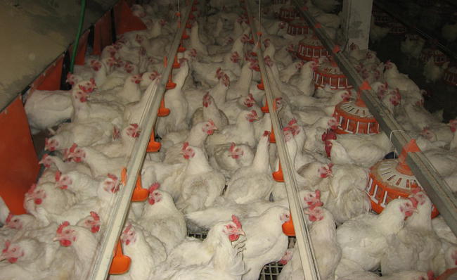 Кто получит дотации от государства на поддержку аграриев 01