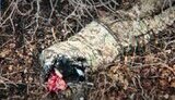ліквідовані