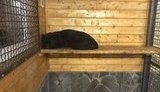 У Московській області пантера загризла українця