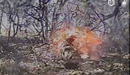 Операторы дронов Птахи Мадяра ликвидировали оккупанта, который спрятался в кустах