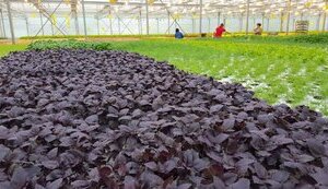 How to feed army with basil, or What’s wrong again with food procurement for Armed Forces of Ukraine